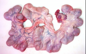 Producteur Pork uterus
